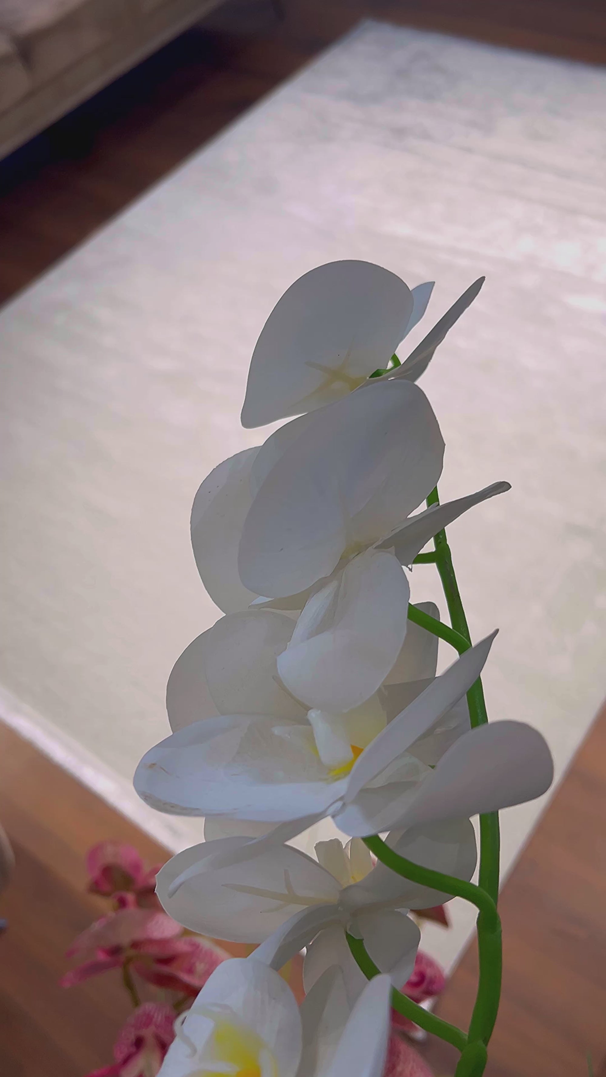 LOTUS 8031-T-KREM Sentetik Bambu Parlak Saten Salon Koridor Mutfak Halısı